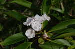 Mountain laurel